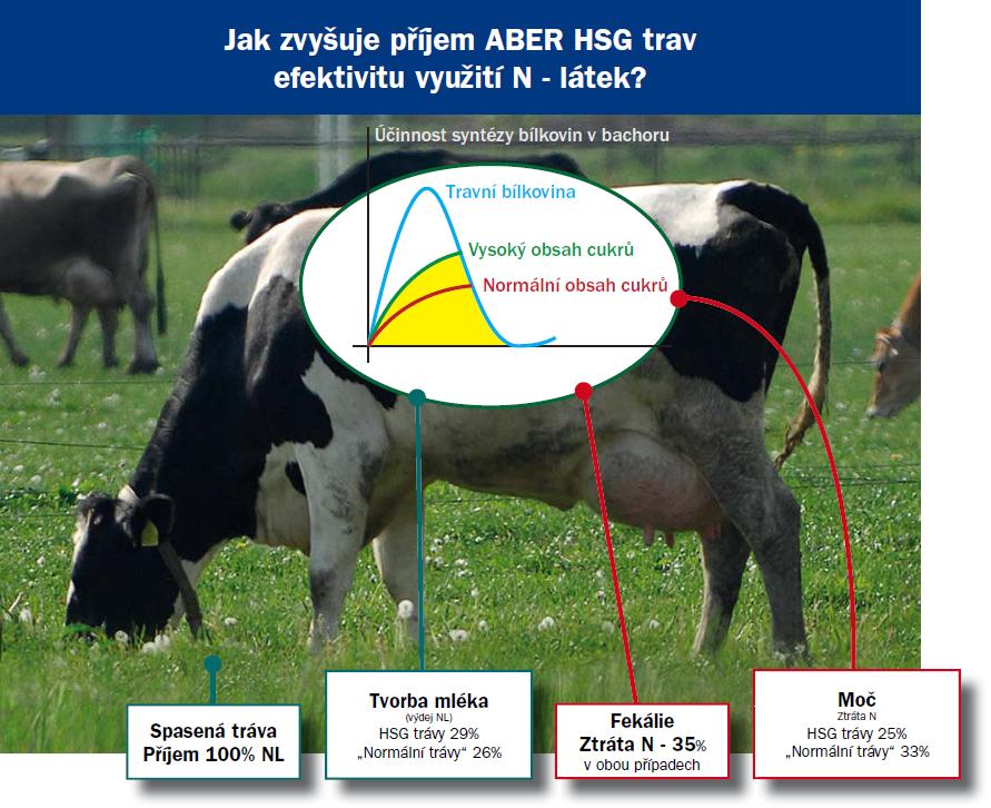 Jak zvyšuje příjem ABER HSG trav efektivitu využití N - látek?