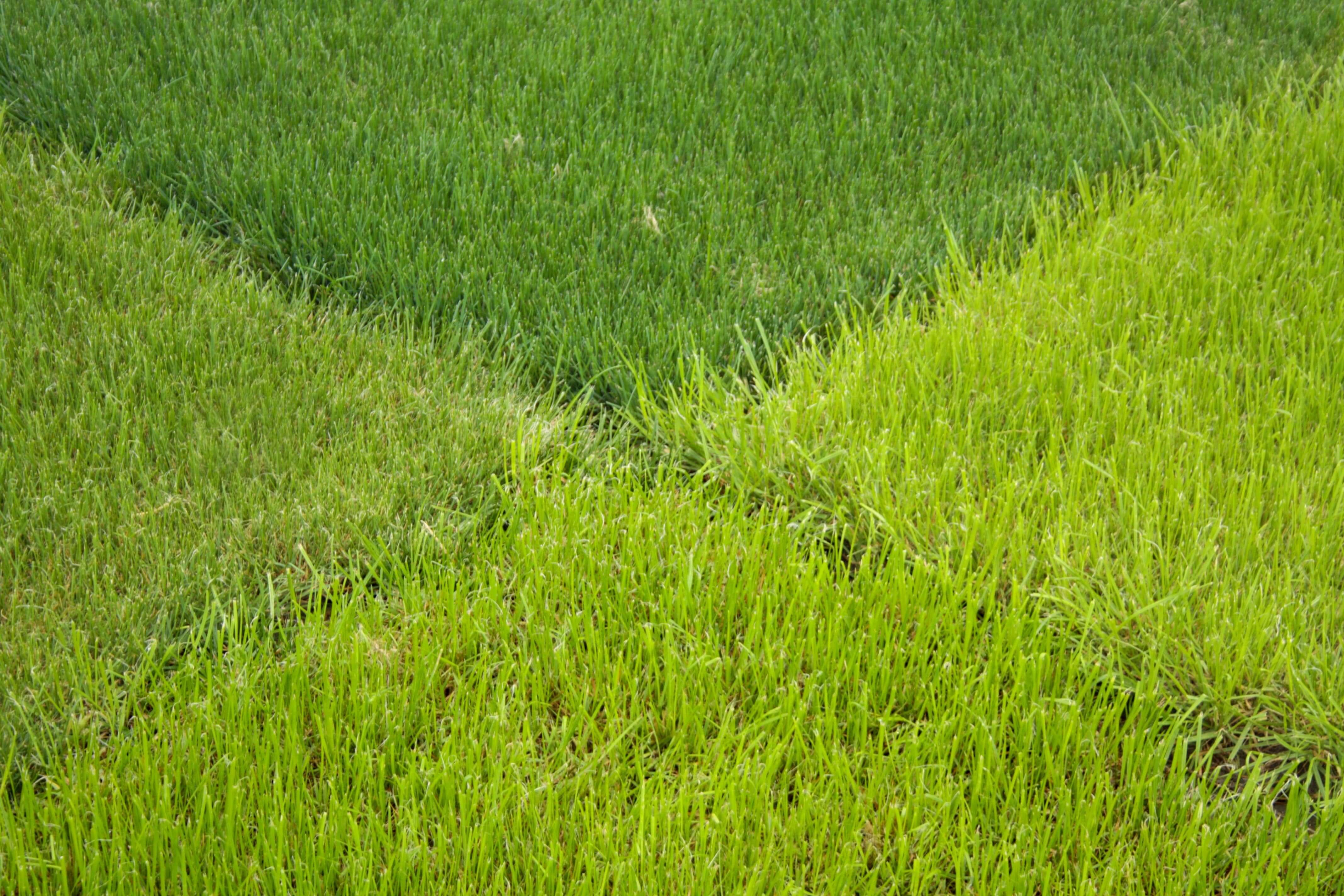Travní směsi v několika odstínech zelené