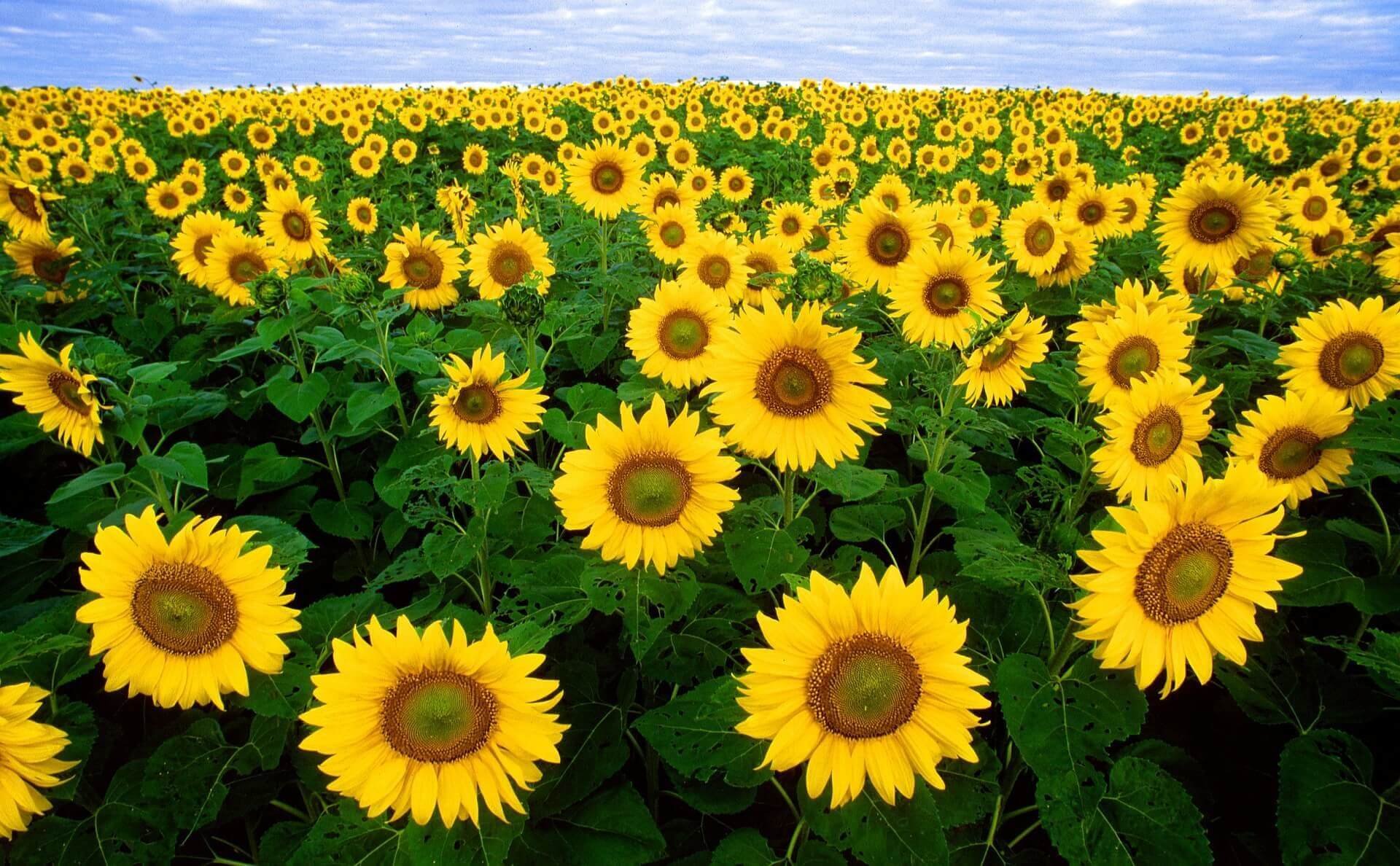 sunflower-11574_1920-1_1