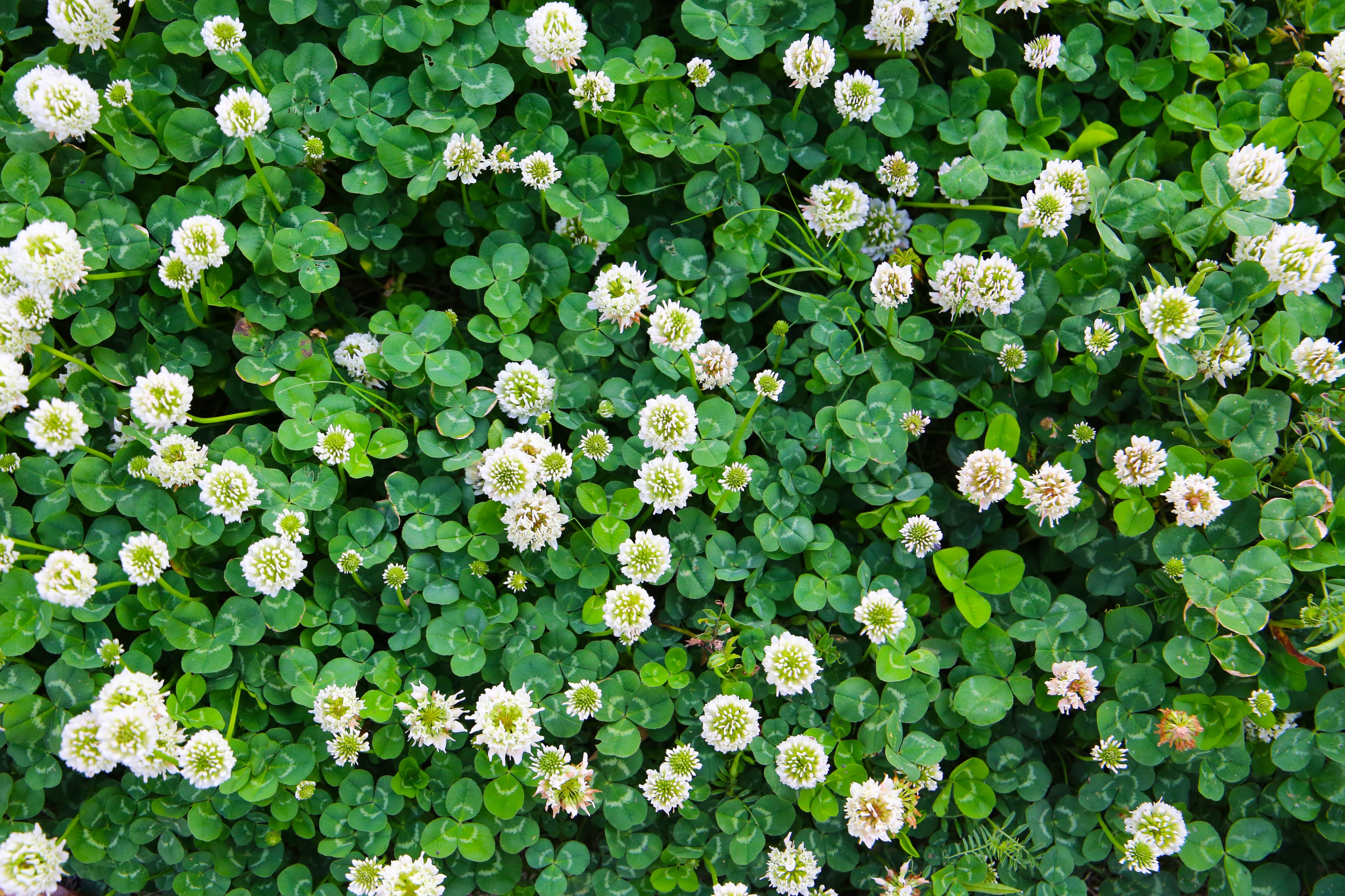 Odborný seminář ve Žďáru u Turnova se SEED SERVICE