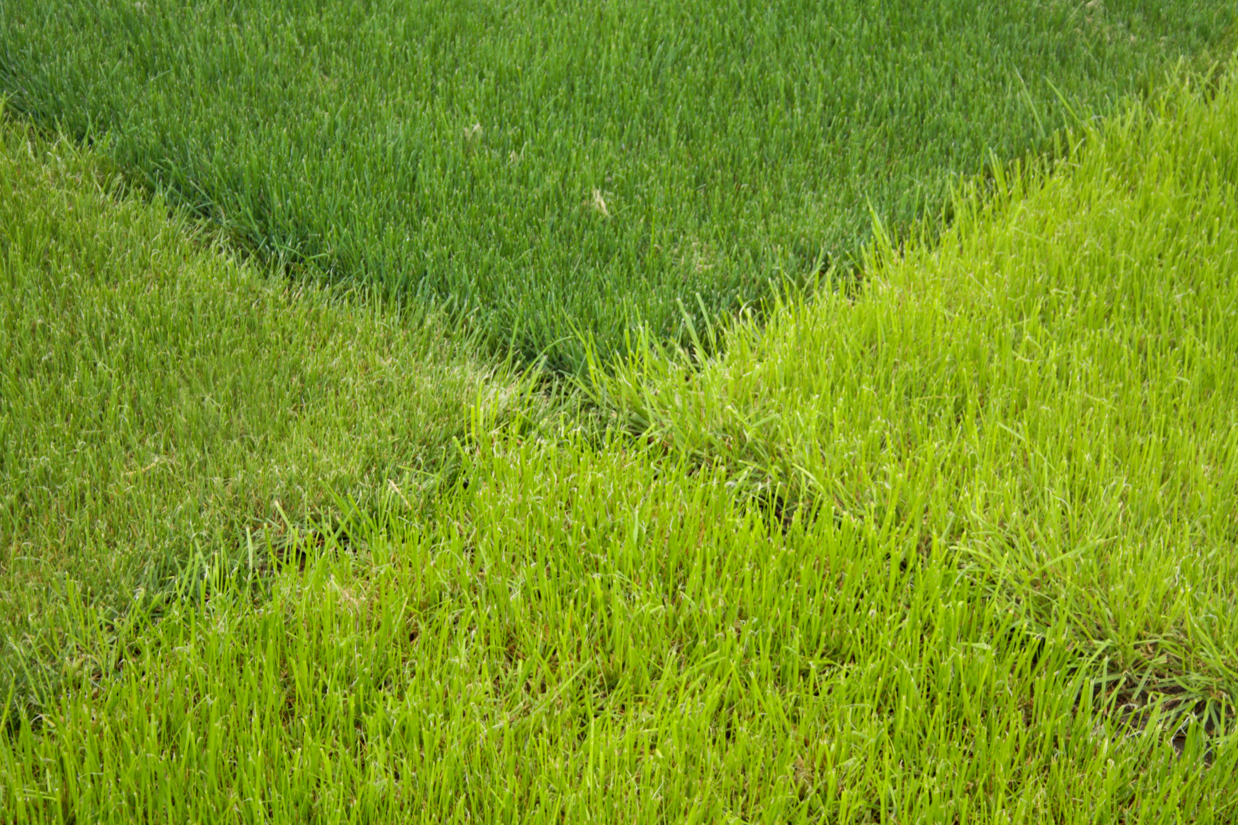 Travníkové směsi na trávy