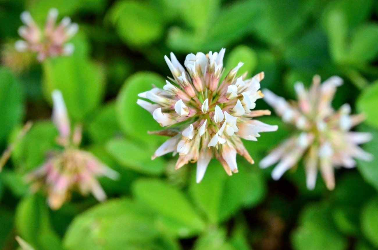 ĎATELINA PLAZIVÁ - Trifolium repens