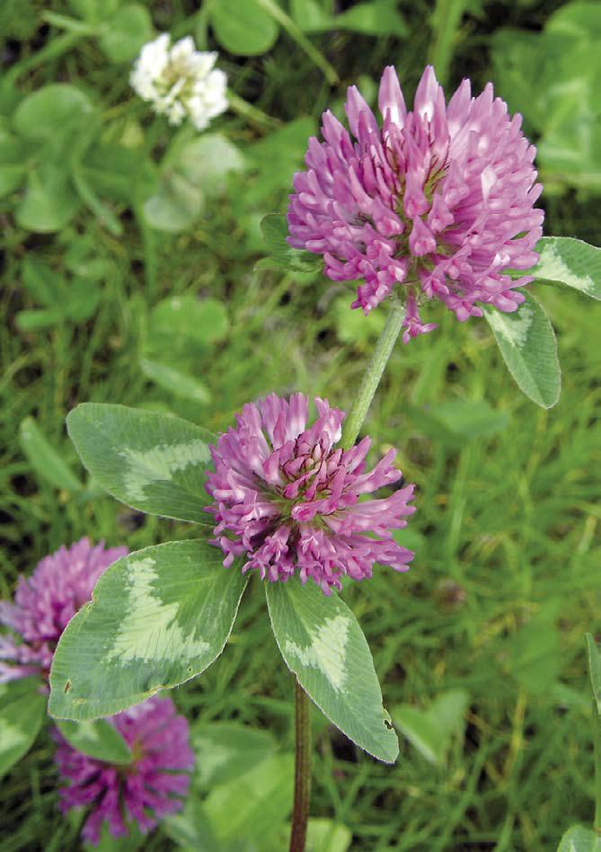 ĎATELINA - Trifolium pratense x Trifolium medium