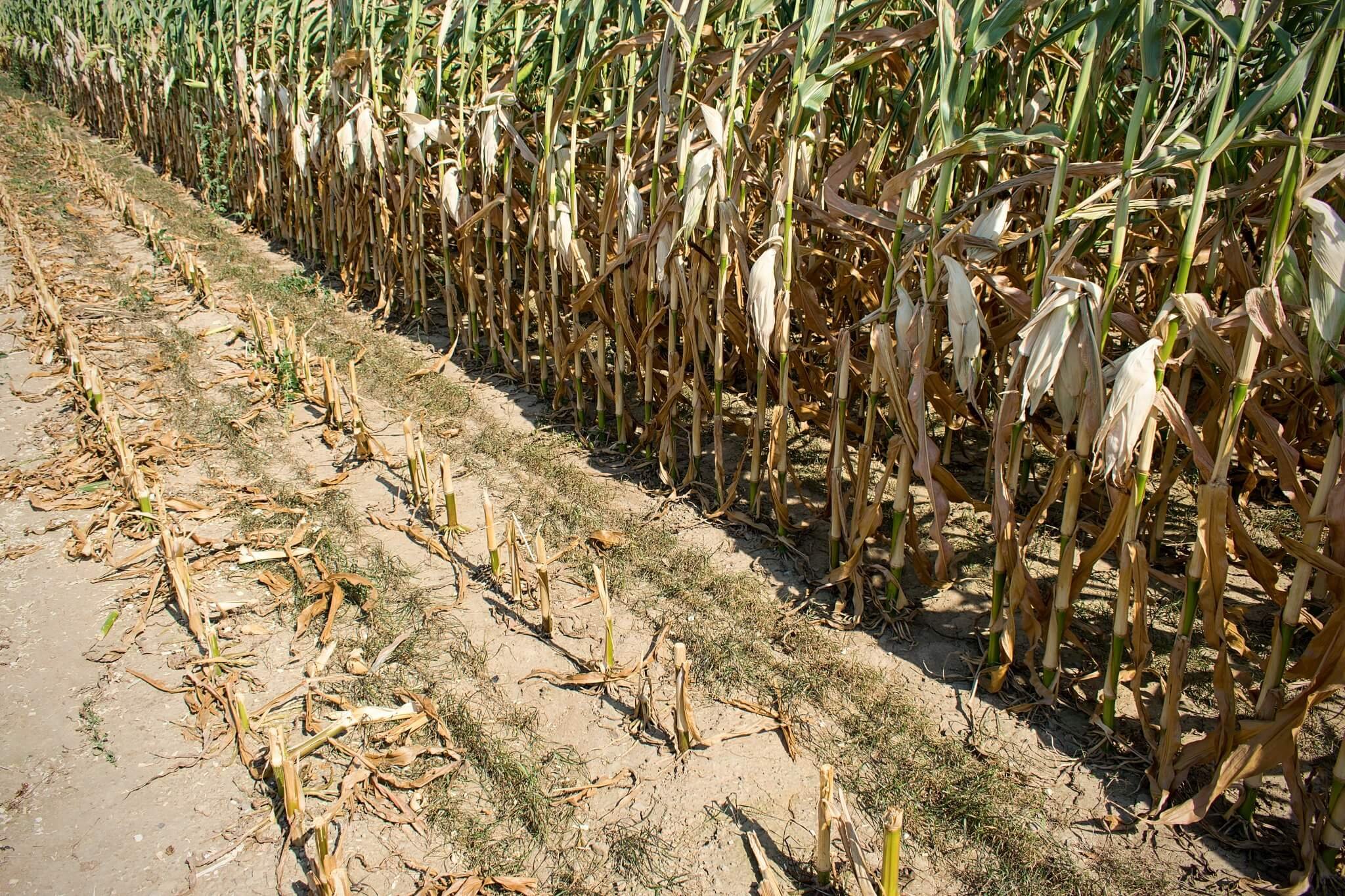 Zakládání porostů trav do kukuřic