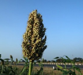 Čiroky – pěstování, silážování a krmné využití | Seminář v Ivanovicích na Hané 2025