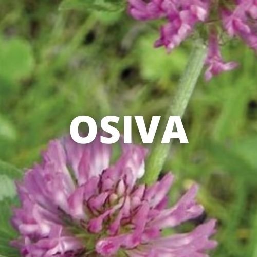 Osiva - katalog